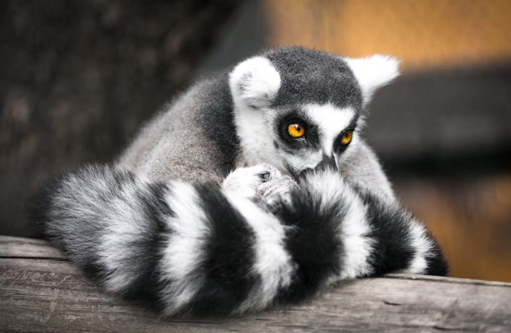 Lemurs and the Secret to Defying Aging: Insights on Inflammaging