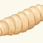 New Math Model Aims to Control Screwworm Outbreak