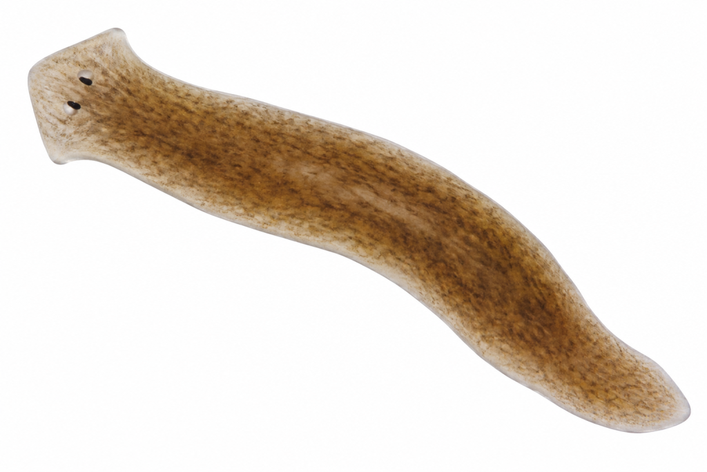 Decoding How Planarians Regenerate Their Brains