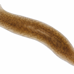 Decoding How Planarians Regenerate Their Brains
